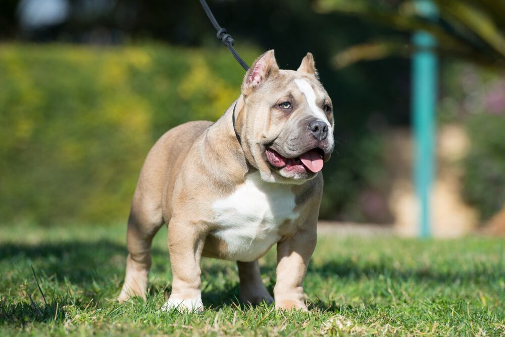 What Is a Micro Bully? Complete Guide to the Smallest American Bully